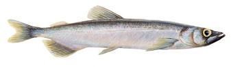 Icelandic+ - Capelin Whole Fish & Pieces Dog Treat